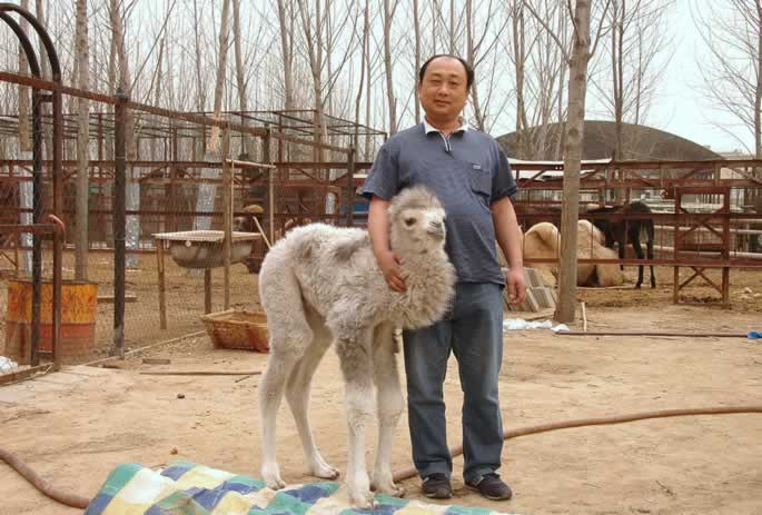 我院动物写生园区骆驼家族喜添“新丁”